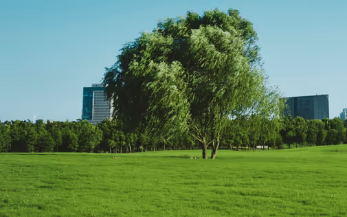 Green tree in a city. Calm feeling.