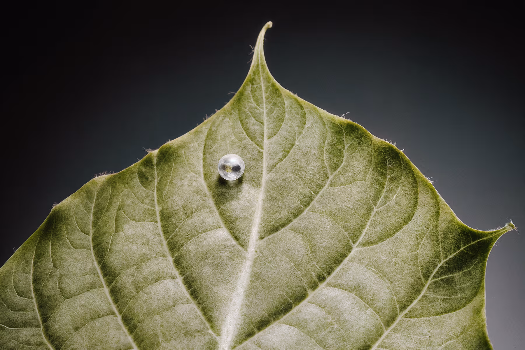 Timestripe cover, leaf